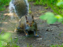 Grey Squirrel - Wiewiórka Szara